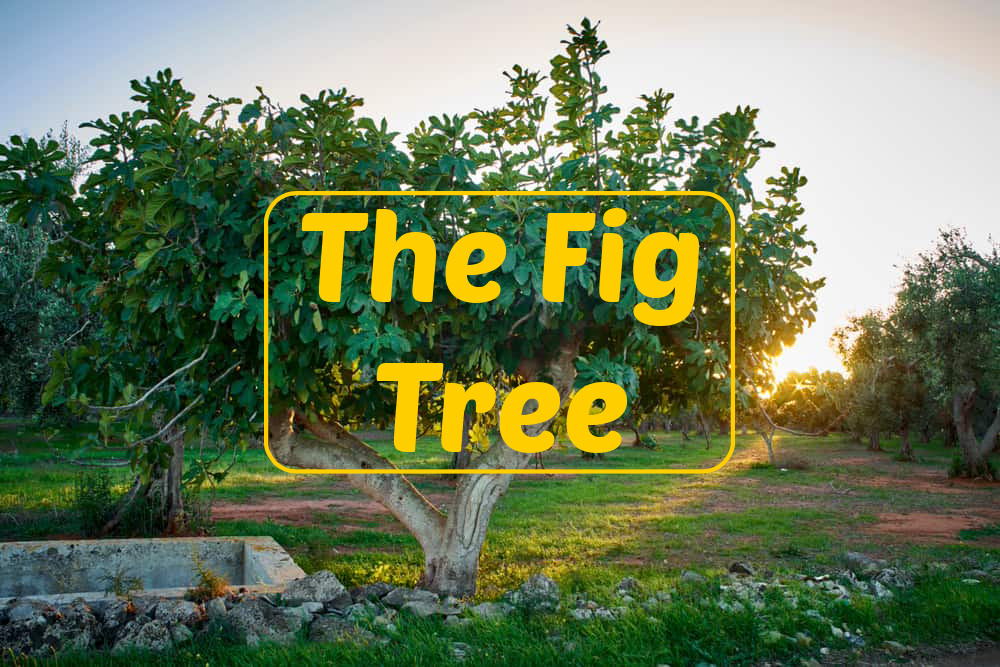 The Fig Tree